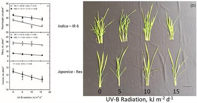 Proteomic analysis response of rice (Oryza sativa) leaves to ultraviolet-B radiation stress